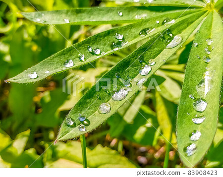 Lupine drops Lupine drops 83908423