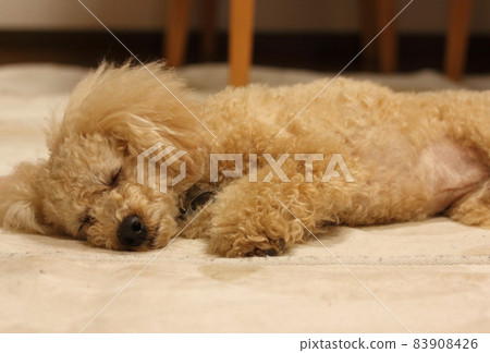 睡在地毯上的玩具貴賓犬 睡在地毯上的玩具貴賓犬 83908426