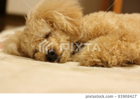 睡在地毯上的玩具貴賓犬 83908427