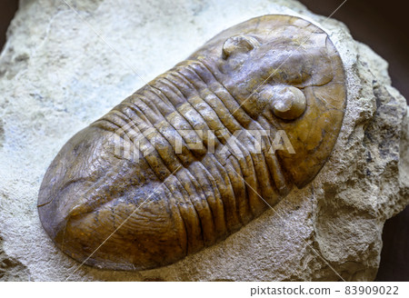 Trilobite fossil on stone, prehistoric extinct animal lived in Cambrian and Silurian seas Trilobite fossil on stone, prehistoric extinct animal lived in Cambrian and Silurian seas 83909022
