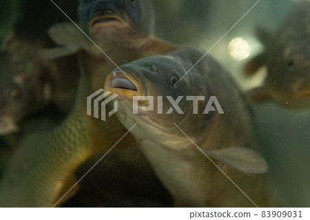 live carps swimming in the aquarium in the supermarket 83909031