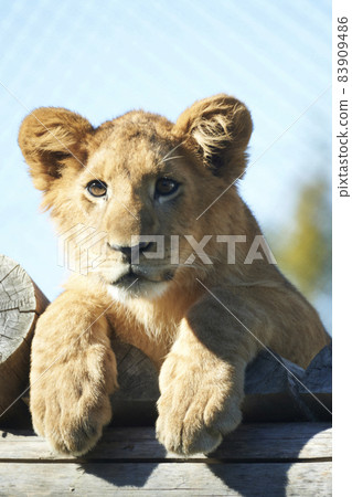 正面的幼獅 83909486