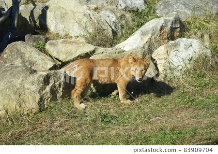 獅子孩子全身 83909704