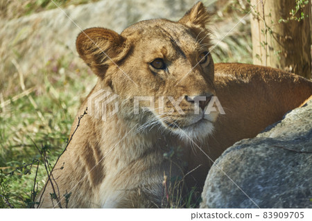 A lion cub looking around 83909705