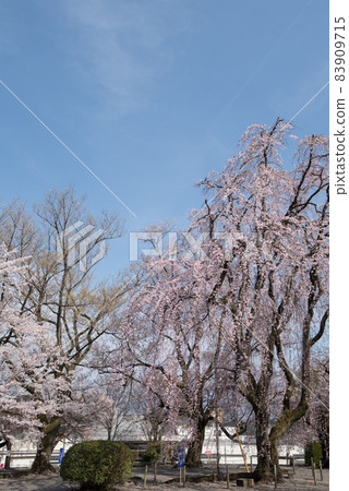 山梨縣南阿爾卑斯市妙良寺的春天粉紅垂枝櫻花樹 83909715