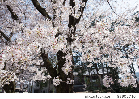 山梨縣南阿爾卑斯市妙良寺的春天粉紅垂枝櫻花樹 83909716