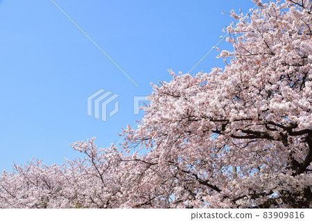 青空吉野櫻花樹 青空吉野櫻花樹 83909816