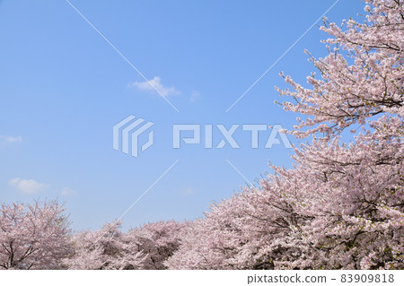 青空吉野櫻花樹 83909818