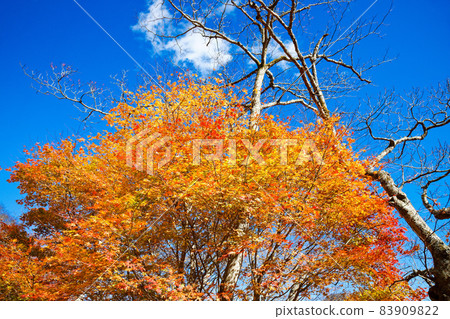 榛名湖湖畔楓葉秋葉 83909822