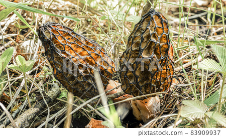Two morels mushrooms in a forest clearing among the grass, eaten by insects on the inside Two morels mushrooms in a forest clearing among the grass, eaten by insects on the inside 83909937