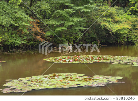[Shibuya, Tokyo] A crane standing in the south pond of Meiji Jingu Gyoen. 83910240
