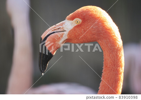 Flamingo face up 83910398