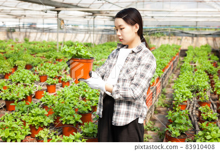 Chinese woman caring for mint plant in a greenhouse 83910408