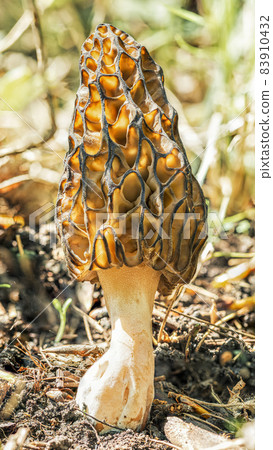 Morel mushroom in the spring sun in the forest, high definition macro Morel mushroom in the spring sun in the forest, high definition macro 83910432