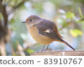 Daurian Redstart 的整個身體面向左側 83910767