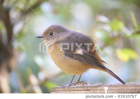 Daurian Redstart 的整個身體面向左側 83910767