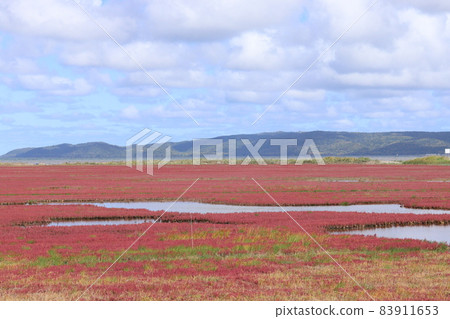 The most spectacular coral grass community in Japan in Abashiri City, Hokkaido 83911653