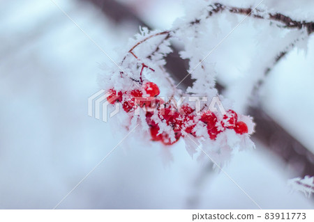 Raw rowan bunches on a tree covered with frozen snow. Horizontal natural winter background. New year and Christmas time, copy space Raw rowan bunches on a tree covered with frozen snow. Horizontal natural winter background. New year and Christmas time, copy space 83911773