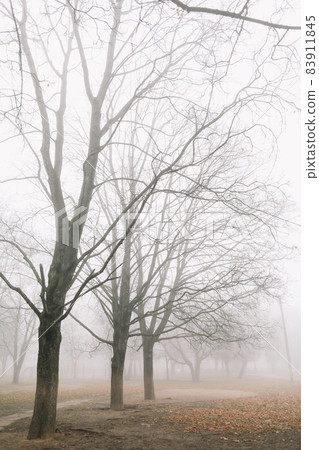 mysterious scene of autumn nature in the foggy morning, moody misty forest mysterious scene of autumn nature in the foggy morning, moody misty forest 83911845