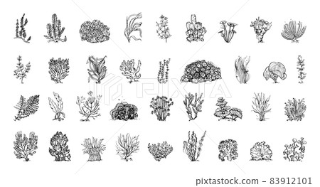 Algae Illustrations in Art Ink Style 83912101