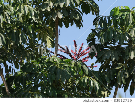 Flowering Umbrella tree Schefflera arboreal (Latin - Schefflera arboricola) Flowering Umbrella tree Schefflera arboreal (Latin - Schefflera arboricola) 83912739