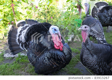 Large black turkeys with red heads walk in the garden Large black turkeys with red heads walk in the garden 83913267