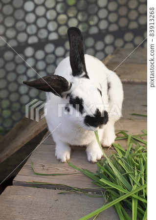 A black and white rabbit sits in a cage and eats fresh, juicy, green grass. Vertical photo A black and white rabbit sits in a cage and eats fresh, juicy, green grass. Vertical photo 83913268