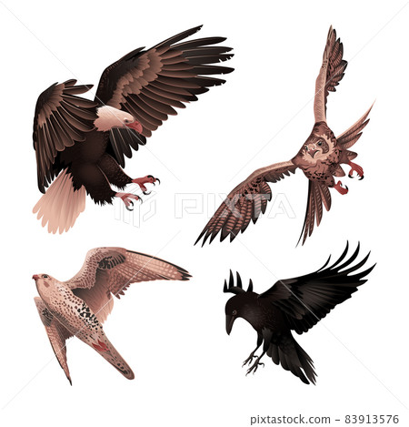 Birds of Prey Illustrations Birds of Prey Illustrations 83913576