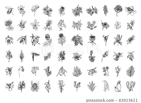 Australia Plants in Art Ink Style Australia Plants in Art Ink Style 83913611