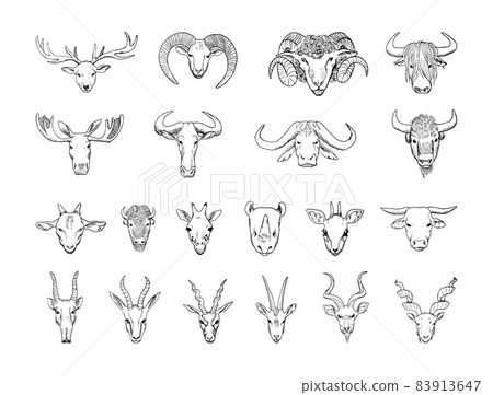 Animal Heads with Horns Illustrations in Art Ink Style 83913647