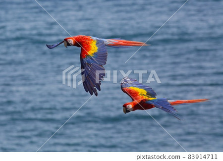 Two large parakeets flying against the sea (macaw) Two large parakeets flying against the sea (macaw) 83914711