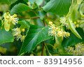 Close up of Lime Tree leaves and blooming flowers. Healthy eating concept - ingredient of organic tea. 83914956