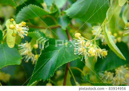 Close up of Lime Tree leaves and blooming flowers. Healthy eating concept - ingredient of organic tea. 83914956
