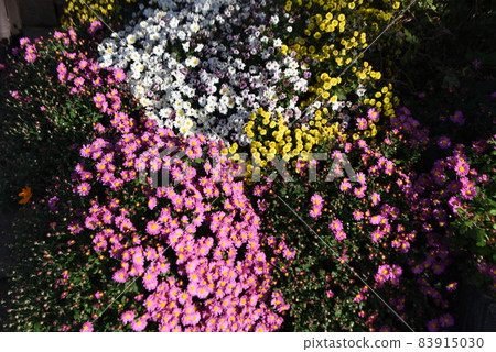 Kikumi的花 Kikumi的花 83915030