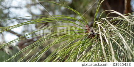 Pine cone. 83915428