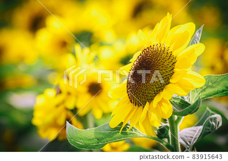 close up Sunflower natural background, Sunflower blooming. field of blooming sunflowers. close up Sunflower natural background, Sunflower blooming. field of blooming sunflowers. 83915643