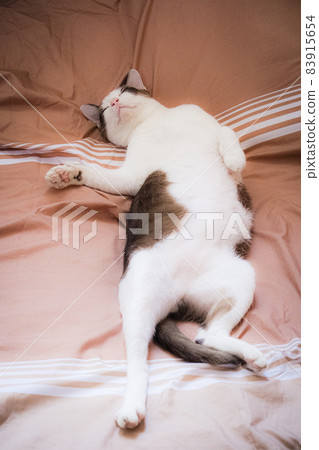 Thai adorable cat in brown and white tone lay down on bed. Look like lazy pretty pet feline. 83915654