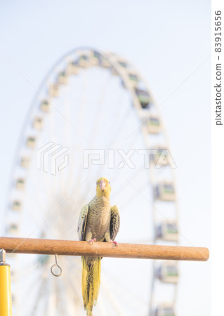 Selective focus Cockatiel Nymphicus hollandicus beautiful adorable bird on wooden stand. Selective focus Cockatiel Nymphicus hollandicus beautiful adorable bird on wooden stand. 83915656