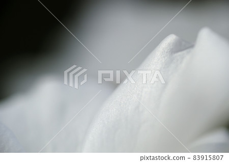 The white rose I saw someday The white rose I saw someday 83915807