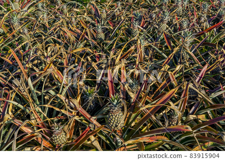 Growing pineapples on plantation field, macro close up. Growing pineapples on plantation field, macro close up. 83915904