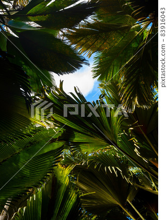 The Vallee De Mai palm forest. May Valley, island of Praslin, Seychelles 83916043