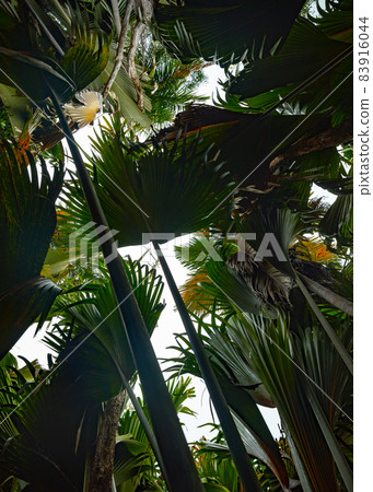 The Vallee De Mai palm forest. May Valley, island of Praslin, Seychelles The Vallee De Mai palm forest. May Valley, island of Praslin, Seychelles 83916044