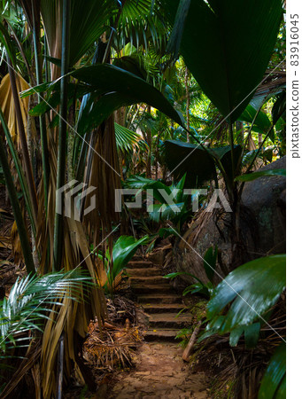 The Vallee De Mai palm forest. May Valley, island of Praslin, Seychelles The Vallee De Mai palm forest. May Valley, island of Praslin, Seychelles 83916045