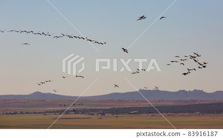 Flight of migrating cranes in cloud sky. Gallocanta area.  83916187