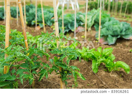 Growing seedlings of tomato at vegetable garden Growing seedlings of tomato at vegetable garden 83916261