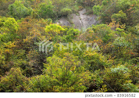 福島縣只見町,沿河源頭的側牆上已經開始著色的森林很漂亮 福島縣只見町,沿河源頭的側牆上已經開始著色的森林很漂亮 83916582