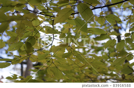 Looking up at an American autumn tree Looking up at an American autumn tree 83916588