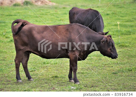 Ranch scenery, Japanese beef Ranch scenery, Japanese beef 83916734