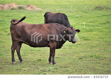 Ranch scenery, Japanese beef Ranch scenery, Japanese beef 83916735