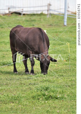 Ranch scenery, Japanese beef Ranch scenery, Japanese beef 83916741